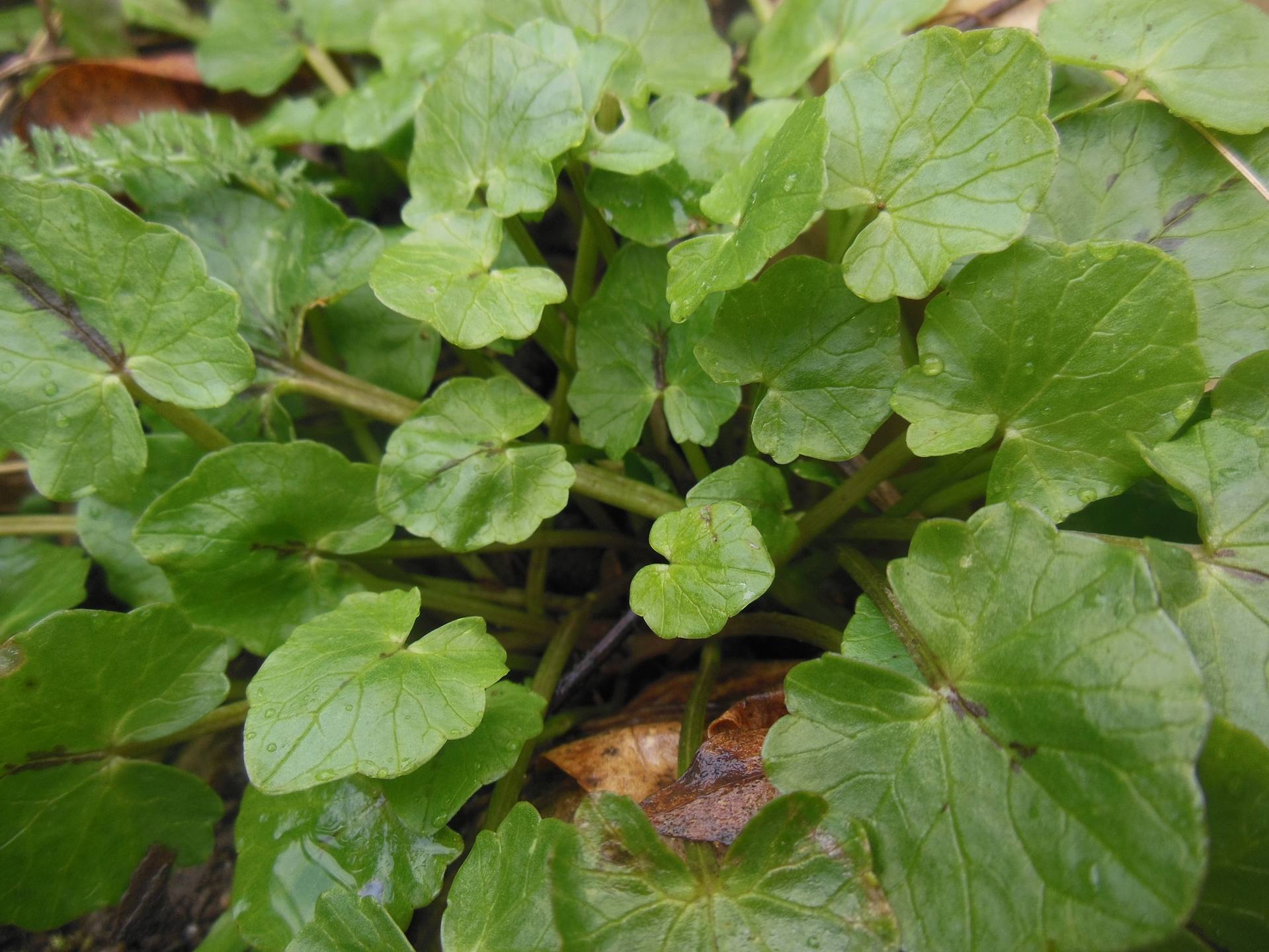 Annexe Ficaire 3.jpg