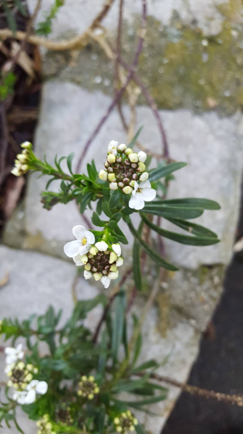 Annexe 20180328_185128-min.jpg