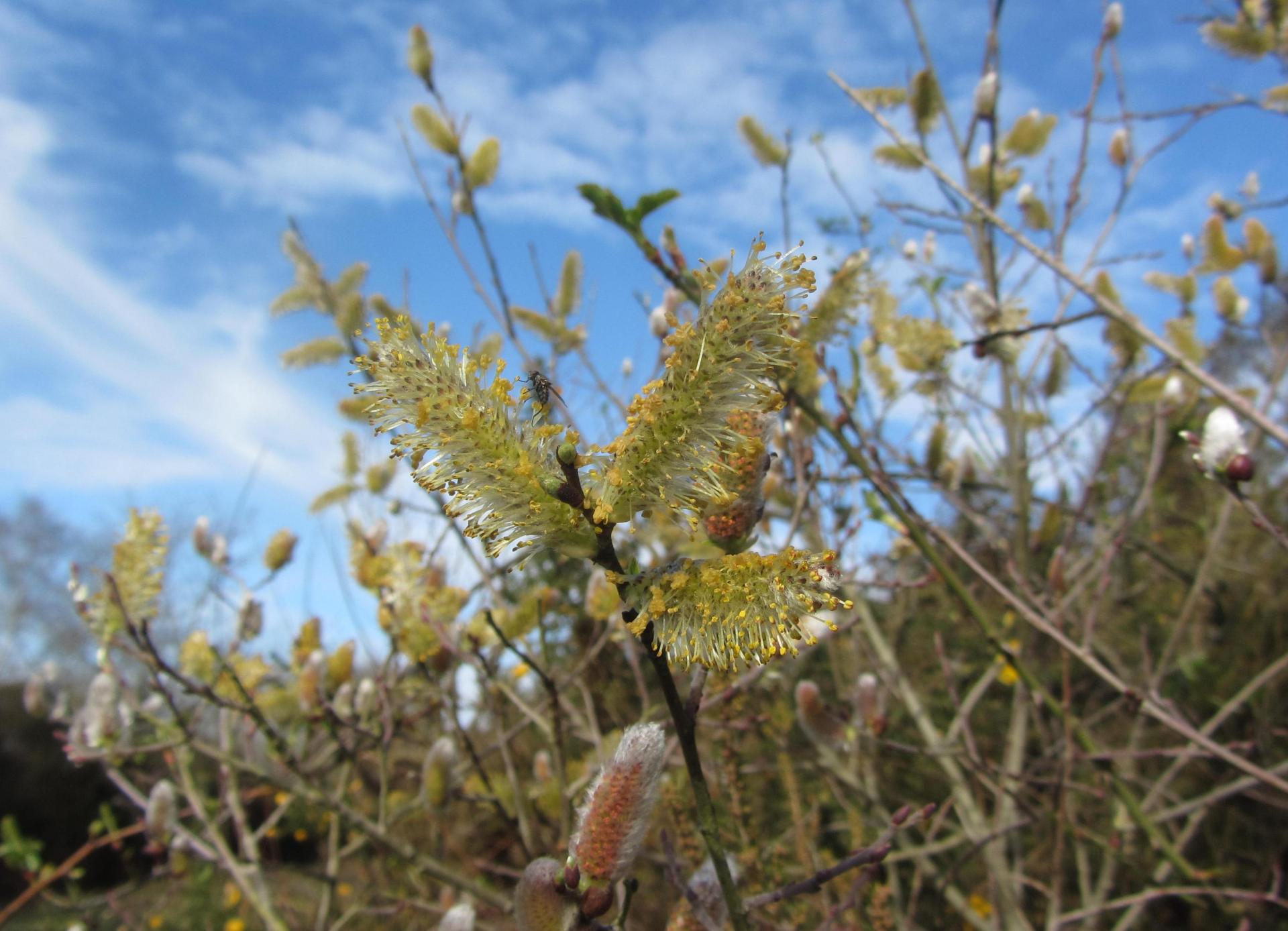 Annexe saule-chatons.jpg