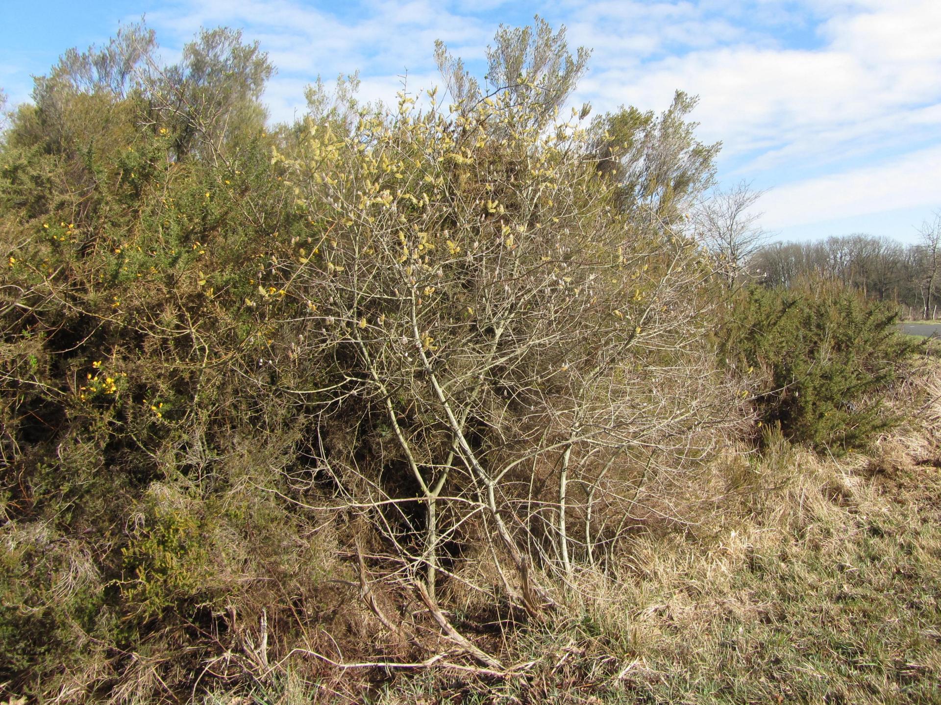 Annexe saule-marsault.jpg