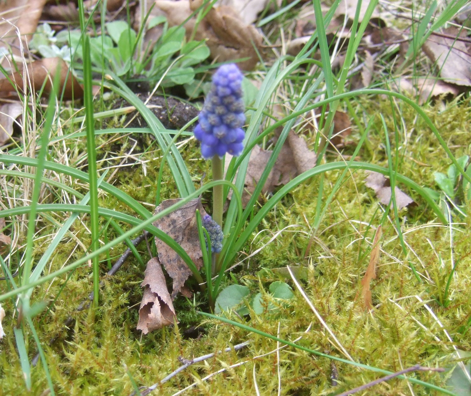 Annexe Jacinthe sauvage.JPG