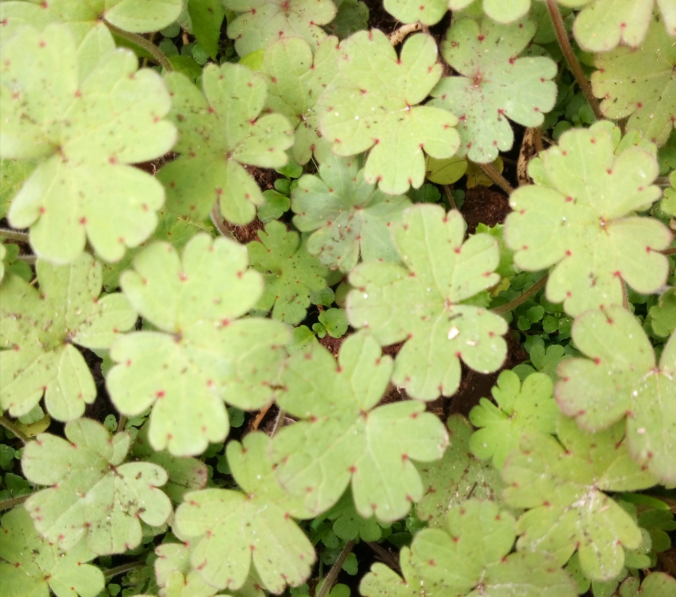 Annexe Géranium rotundifolium.jpg