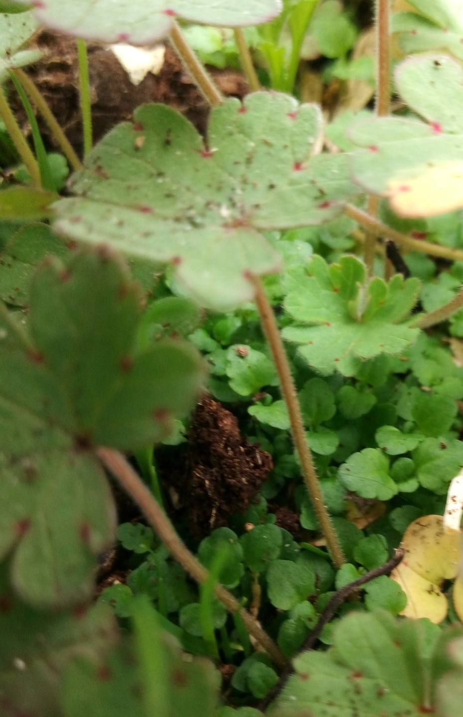 Annexe Geranium rotundifolium avec taille tige.jpg