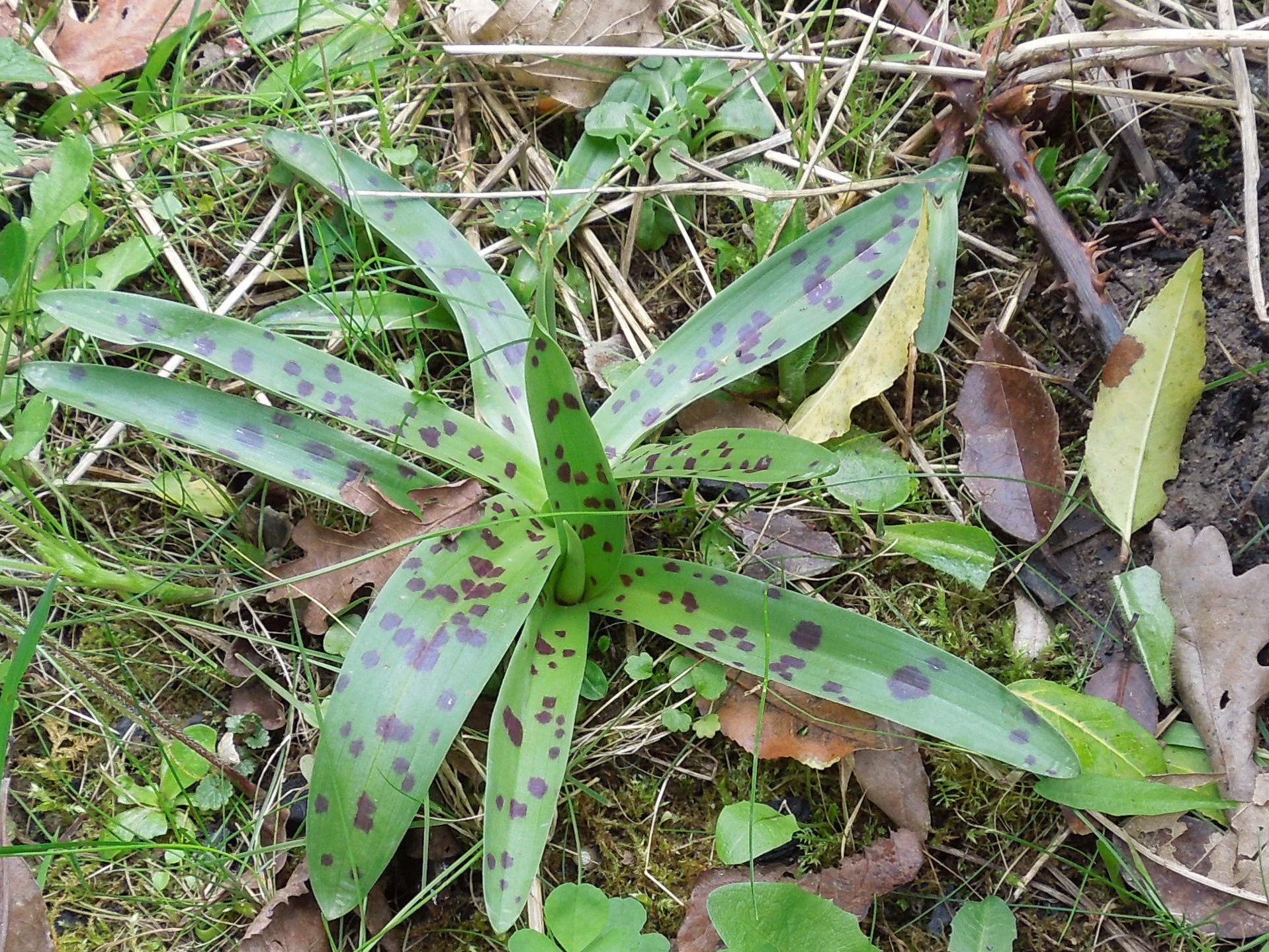 Annexe DSCN2467 (2).JPG