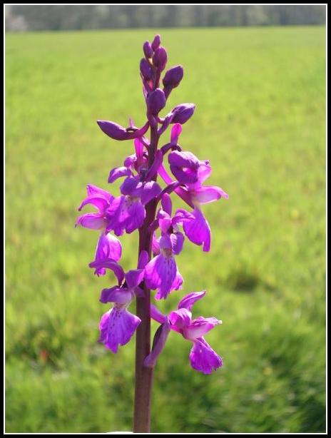 Annexe orchidée 22.jpg