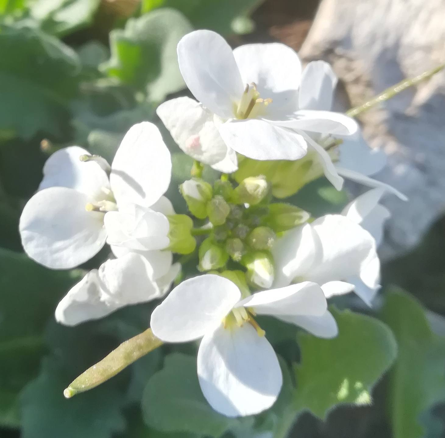 Annexe IMG_20180330_183646 focus.jpg