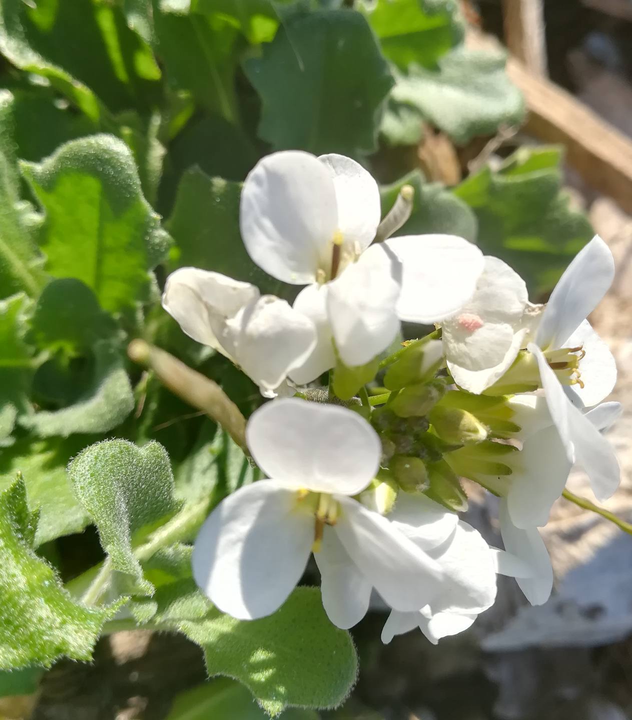 Annexe IMG_20180330_183702.jpg