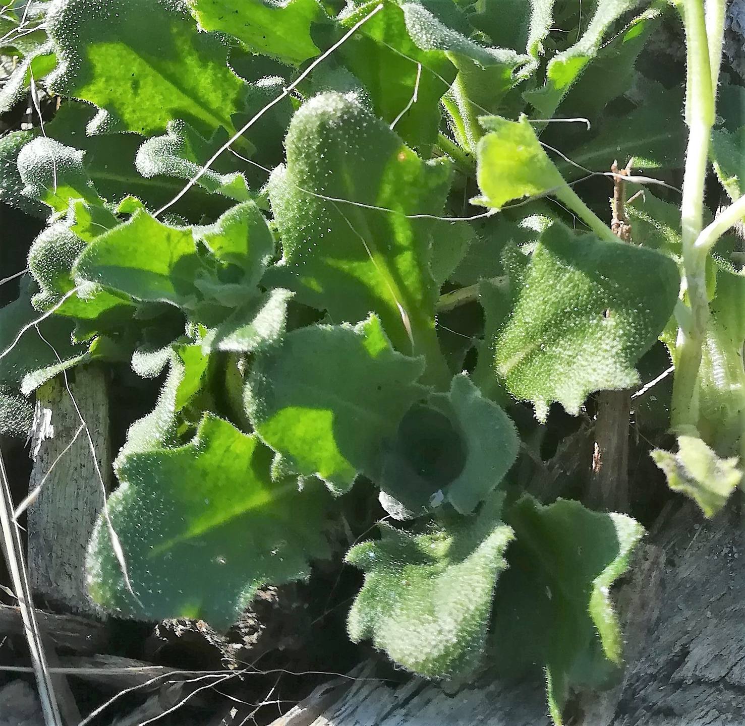 Annexe IMG_20180330_183714 feuilles.jpg