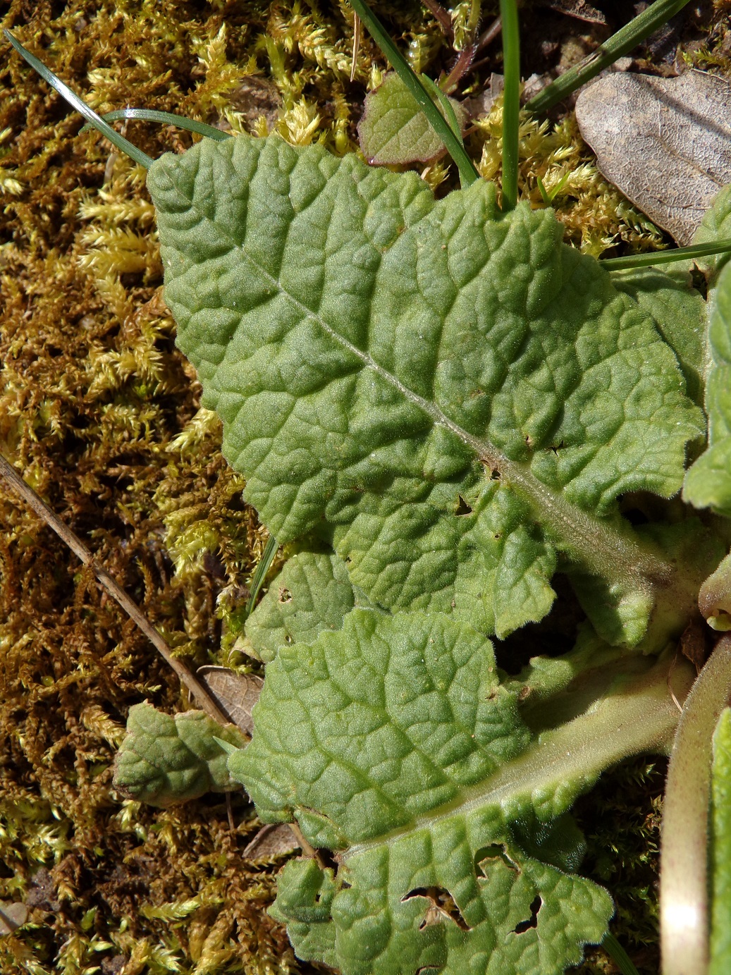 Annexe feuilles de la base.jpg