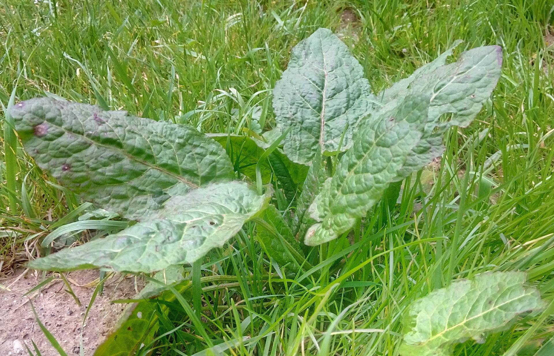 Annexe Rumex plan serré.jpg