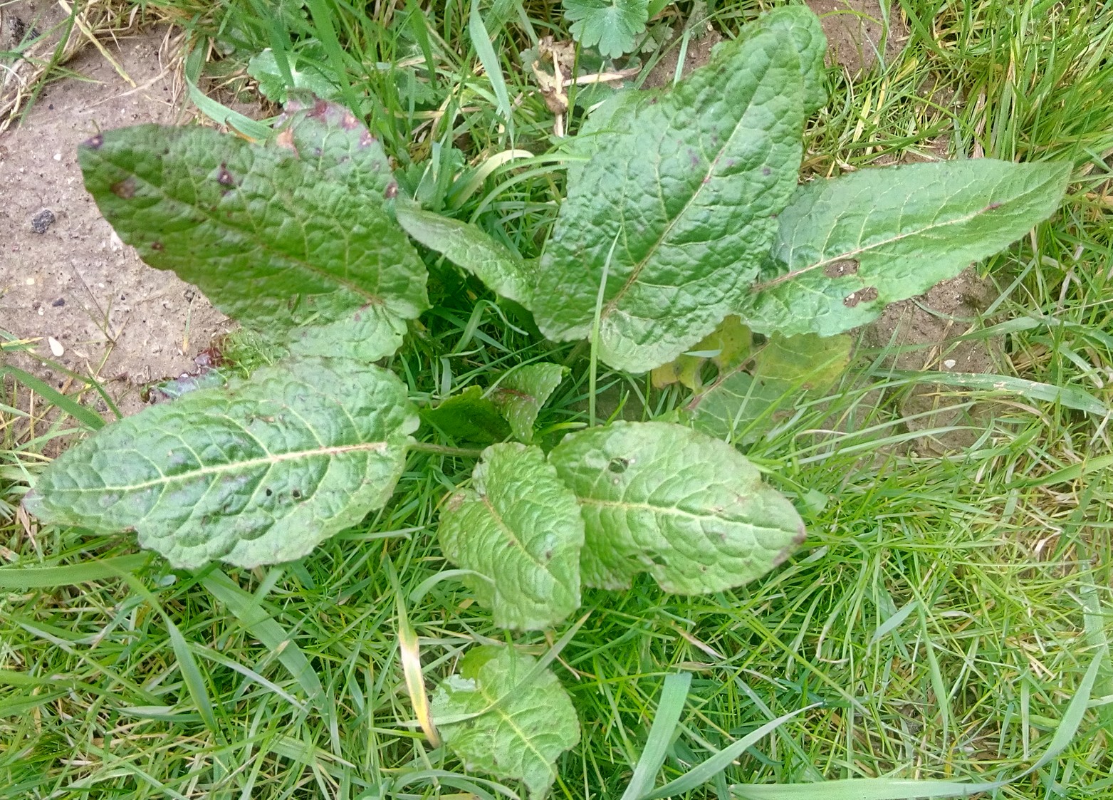 Annexe Rumex vue de dessus.jpg