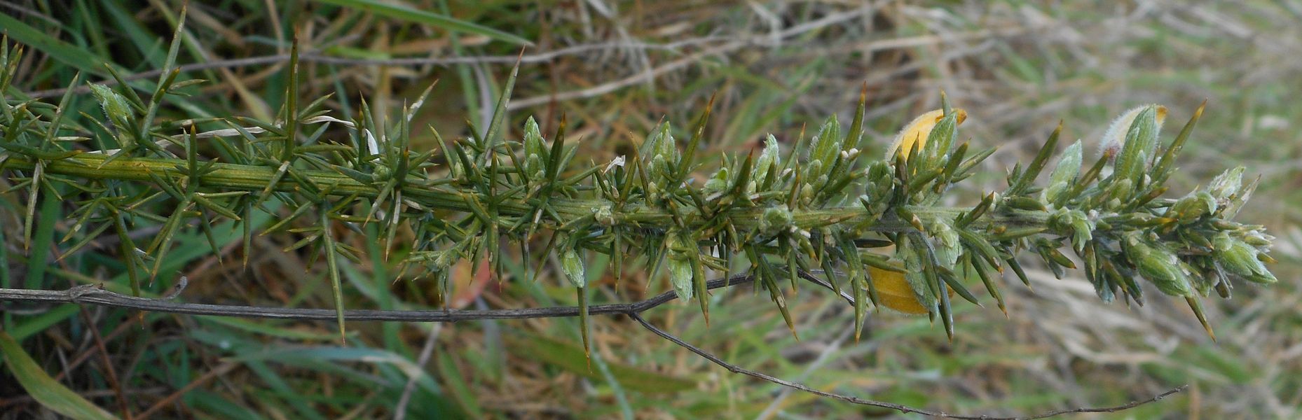 Annexe DSCN2035-1.jpg