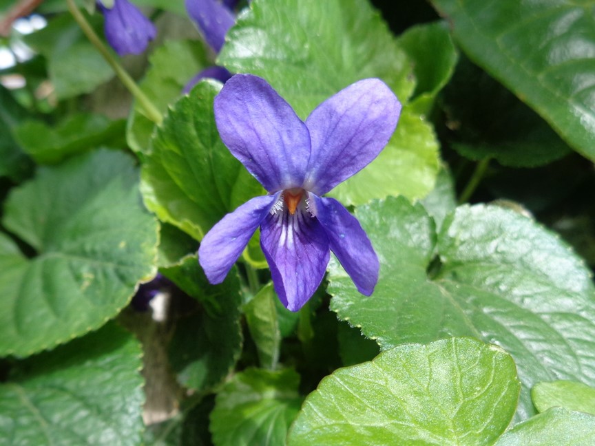 Annexe DSC02625 (Copier).JPG