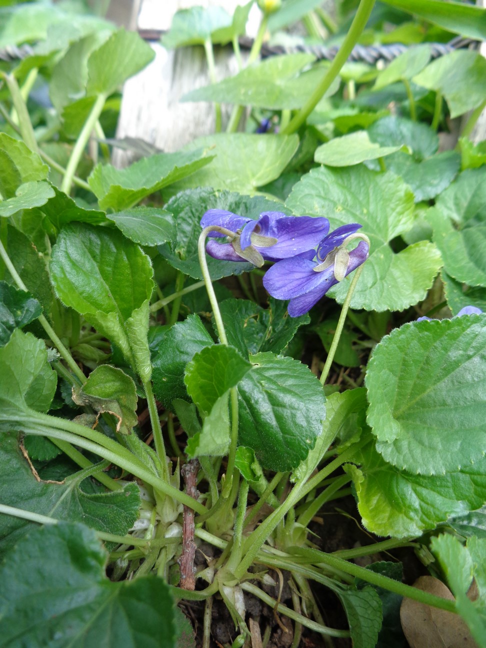 Annexe DSC02629 (Copier).JPG