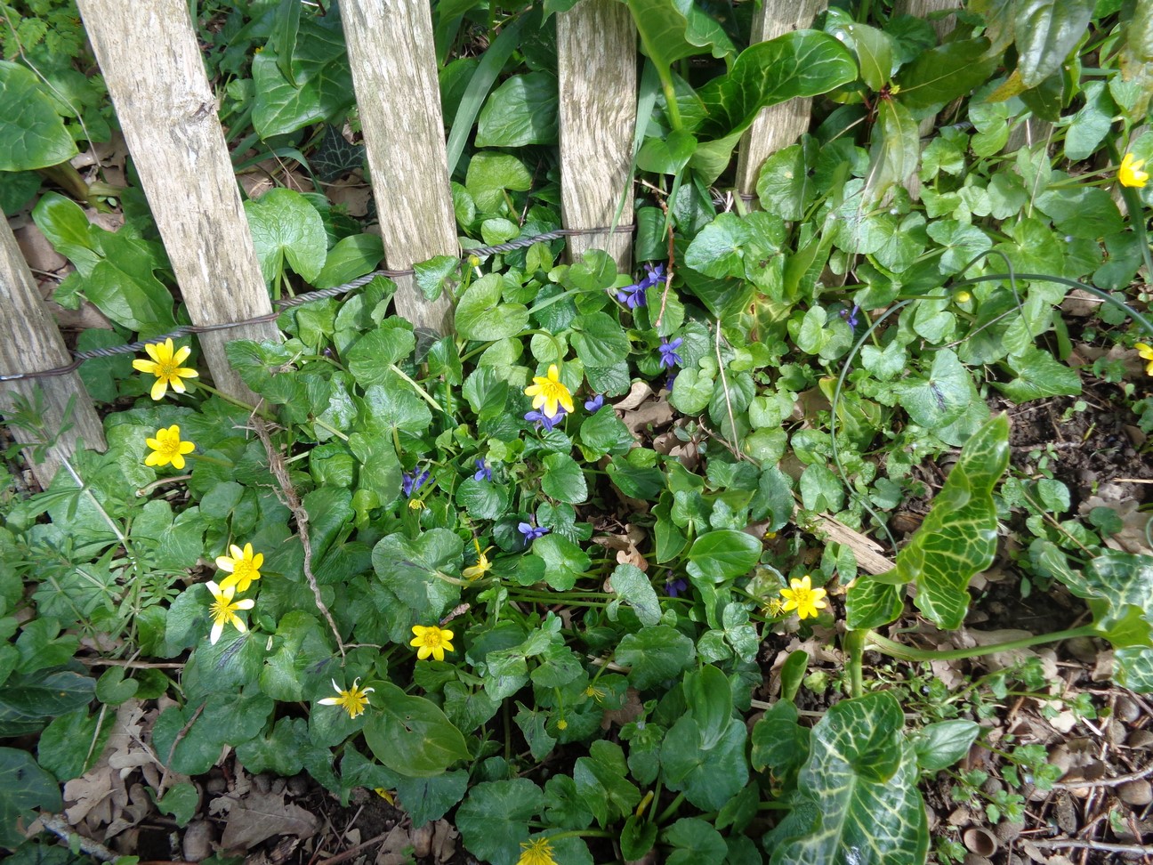 Annexe DSC02630 (Copier).JPG