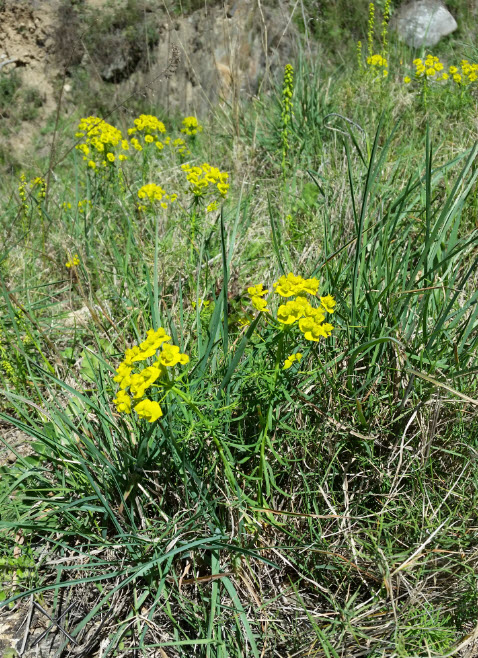 Annexe vue générale Euphorbia cyparissias.jpg