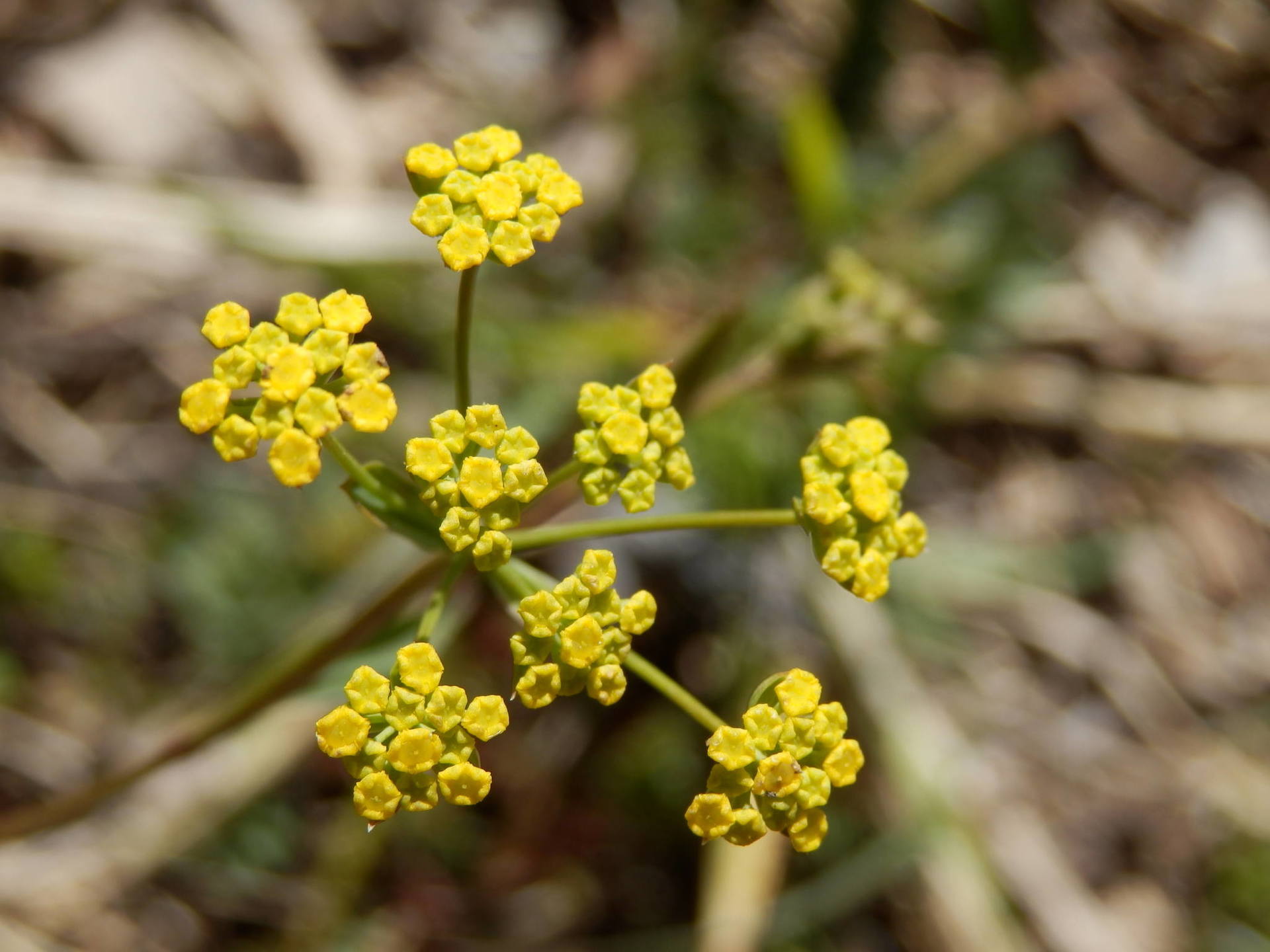 Annexe P4010028-ConvertImage.jpg