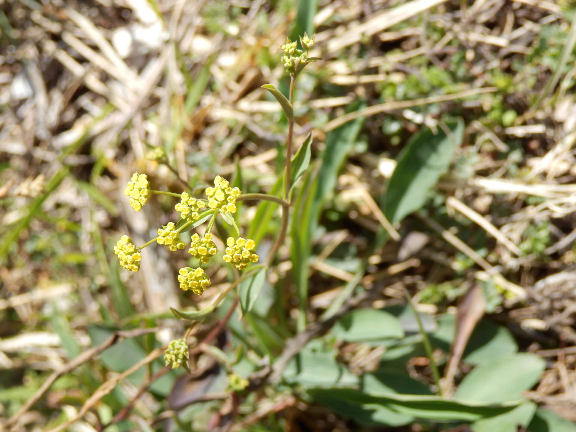 Annexe P4010032-ConvertImage.jpg