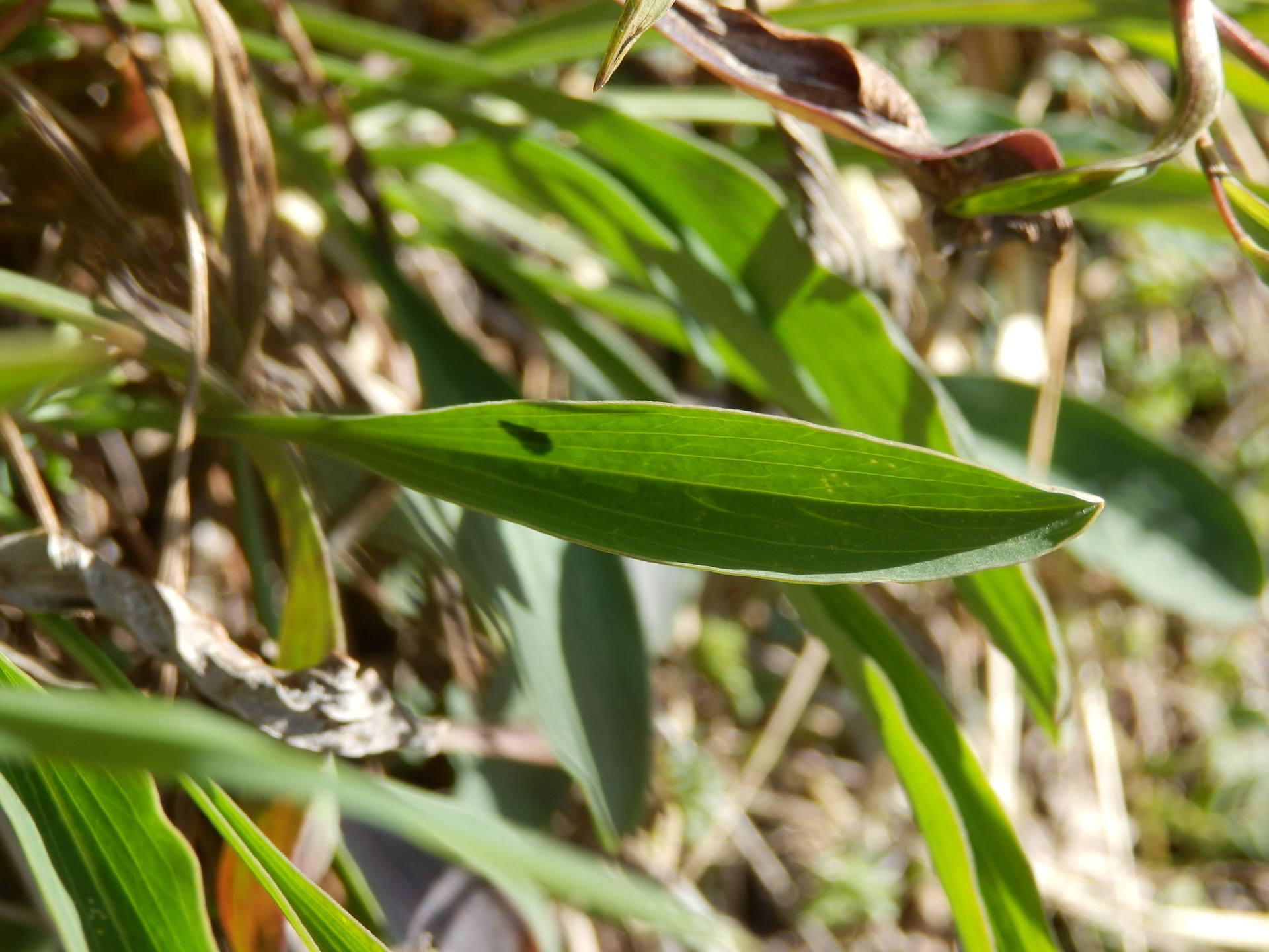 Annexe P4010035-ConvertImage.jpg