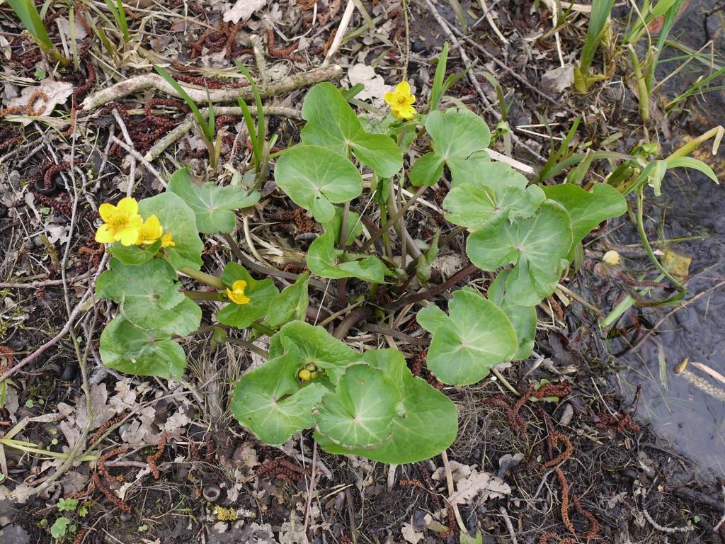 Annexe Caltha palustris 1.JPG