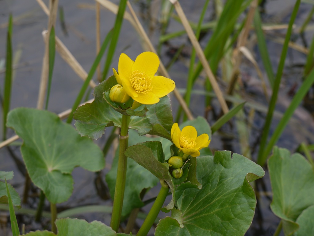 Annexe Caltha palustris FBT.JPG