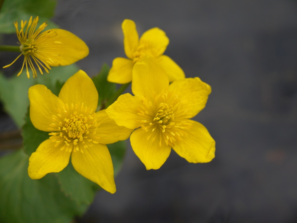 Annexe Caltha palustris fleurs.JPG
