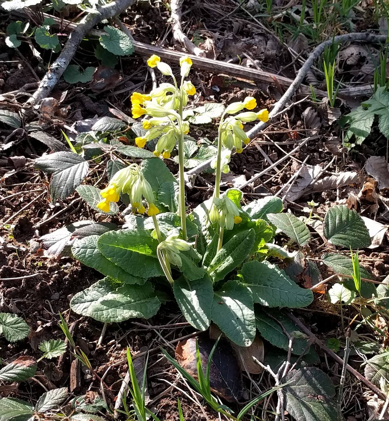 Annexe IMG_20180401_173243.jpg