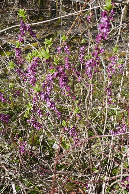 Annexe bois-gentil.JPG