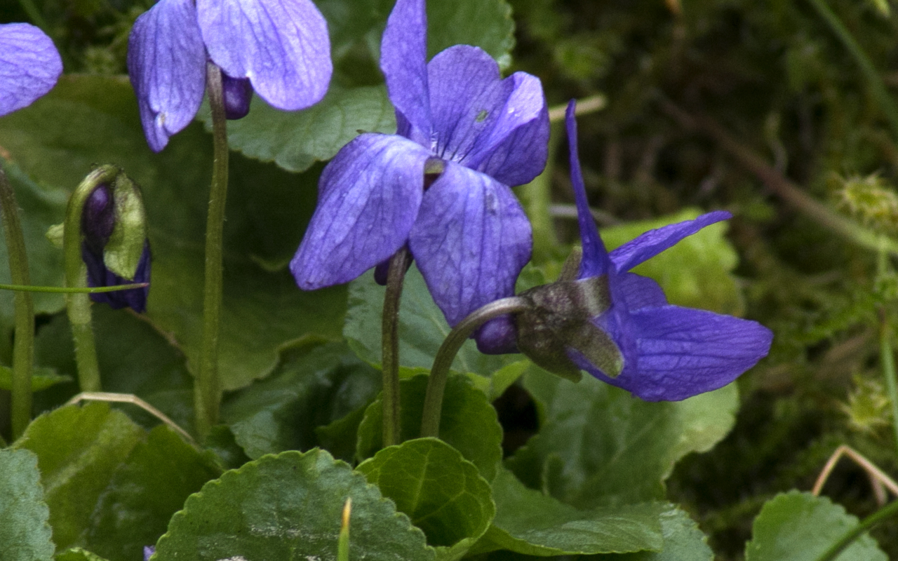 Annexe viola_odorata01.jpg