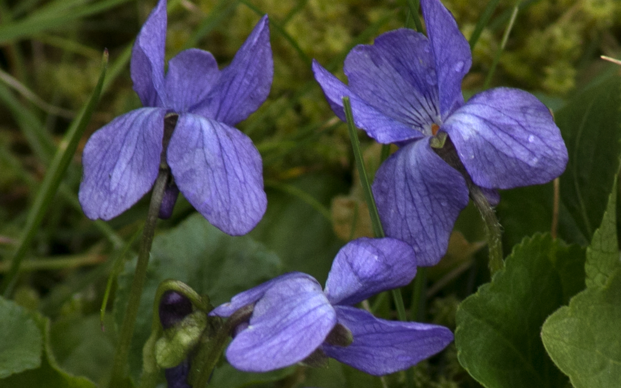Annexe viola_odorata02.jpg