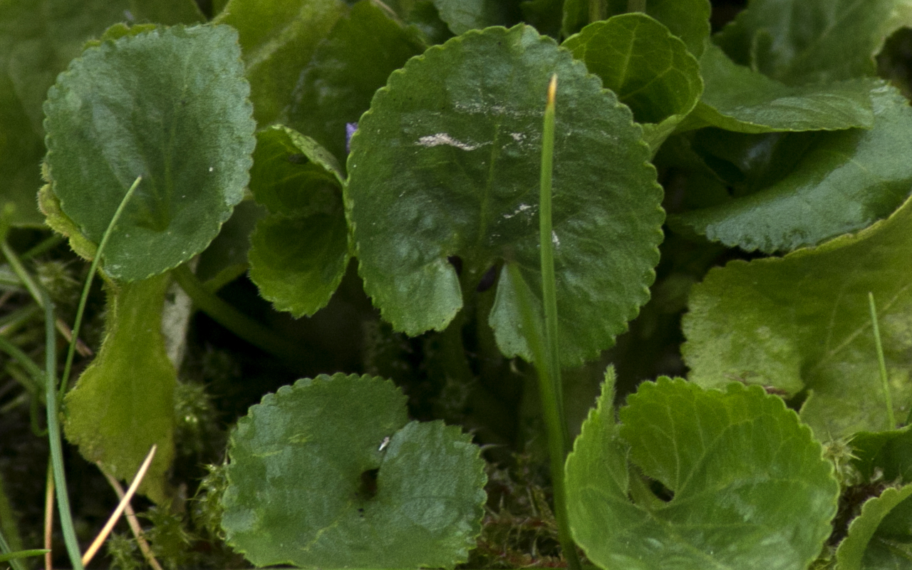 Annexe viola_odorata03.jpg