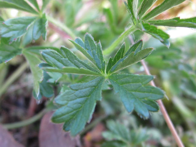 Annexe benoite commune feuille.JPG