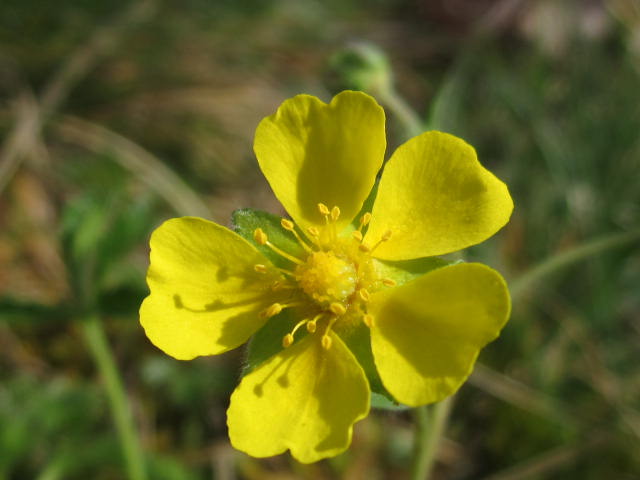 Annexe benoite commune fleur.JPG