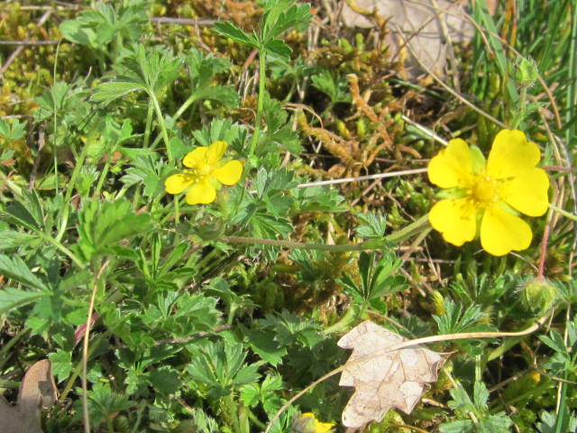 Annexe benoite commune.JPG