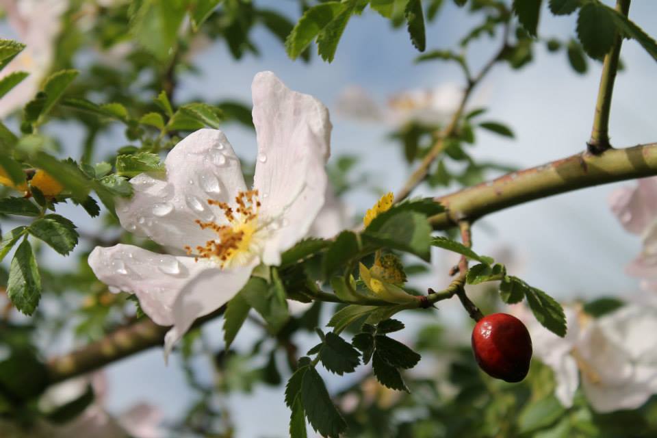 Annexe 947118_599391800085645_11709375_n.jpg