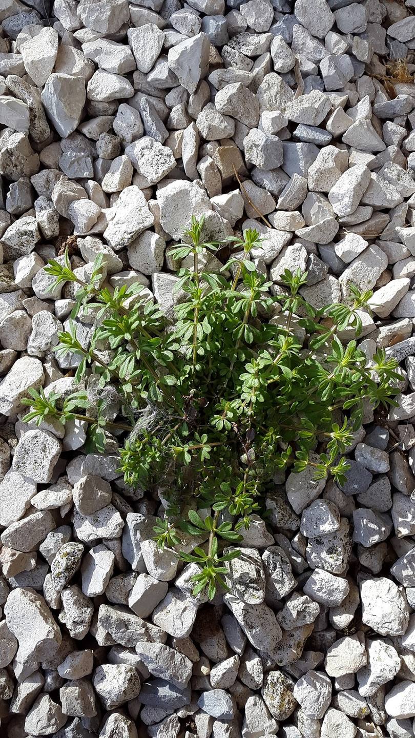 Annexe 20180329_173657.jpg