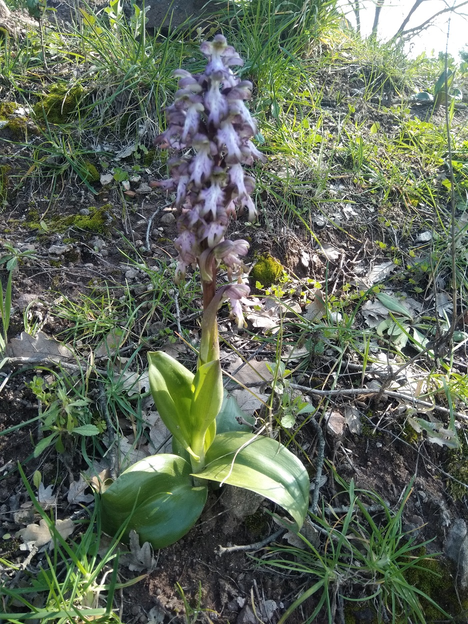 Annexe orchidée3.jpg