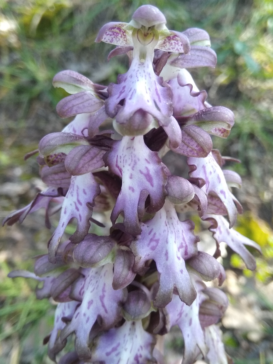 Annexe orchidée4.jpg