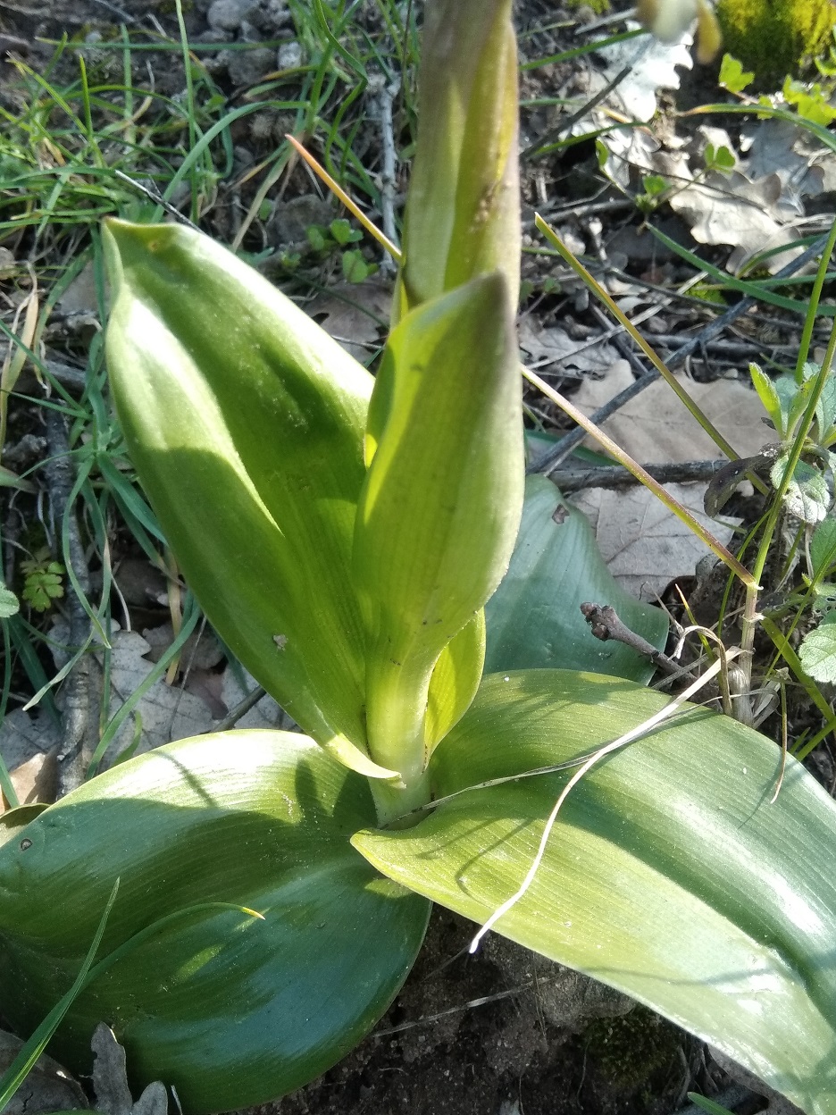 Annexe orchidée5.jpg