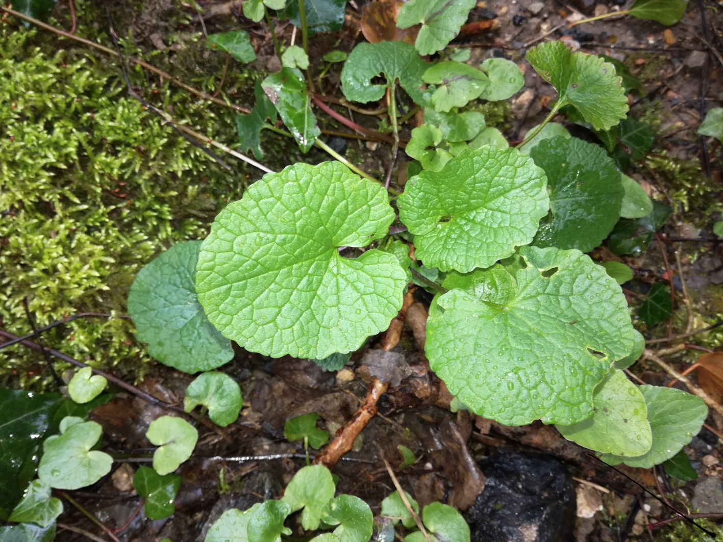 Annexe alliaire dessus.jpg