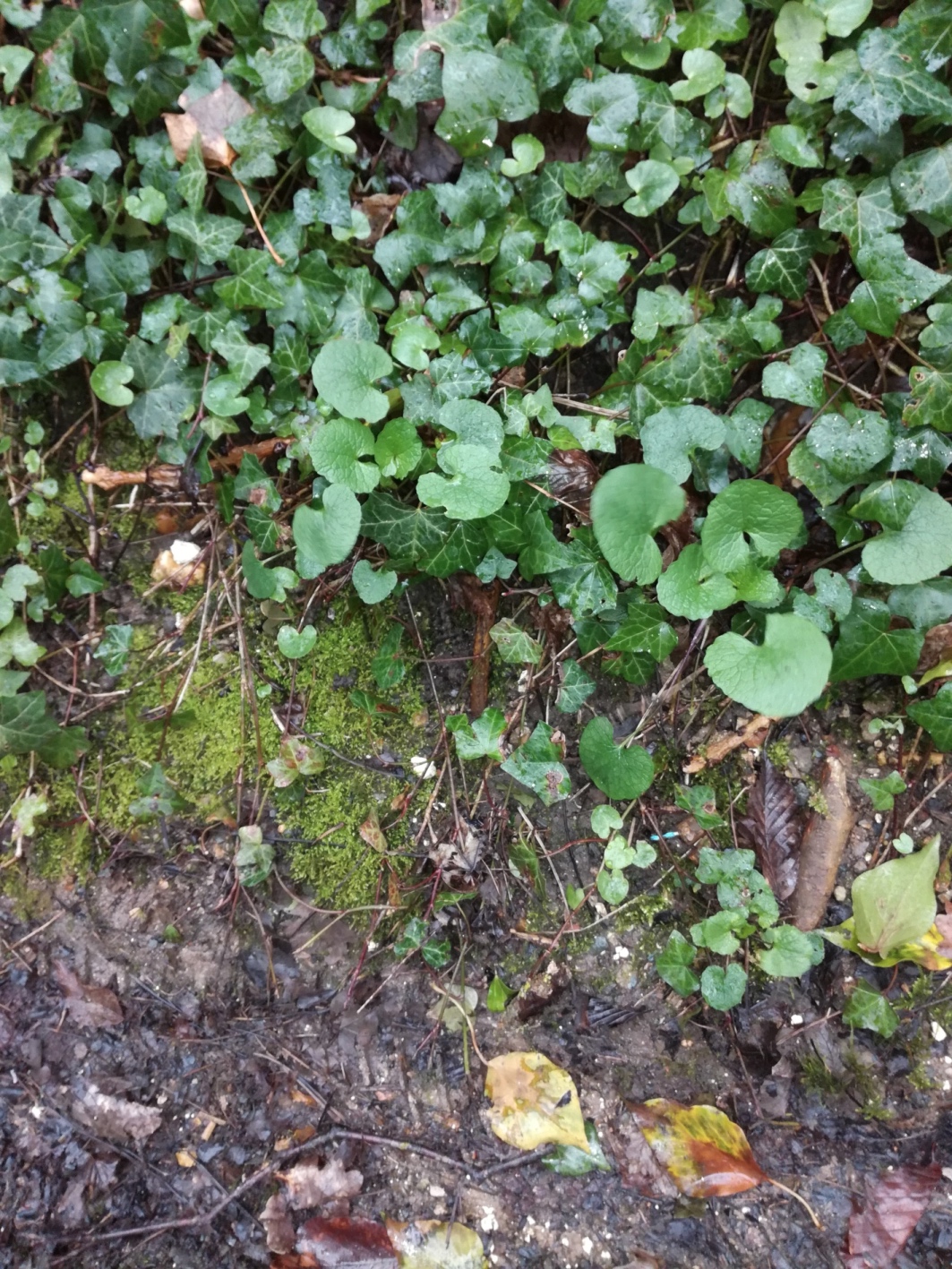 Annexe alliaire milieu.jpg