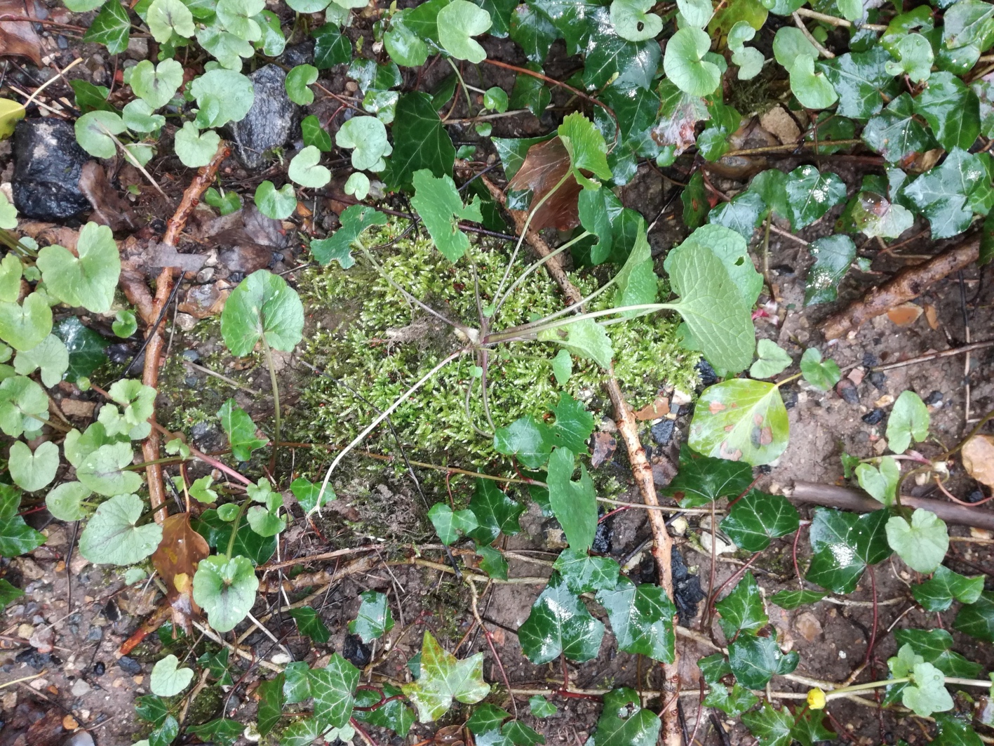 Annexe alliaire racine.jpg