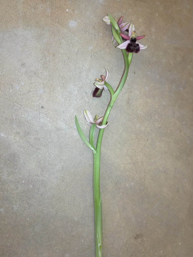 Annexe IMG_20180401_173241_resized_20180401_062106102.jpg