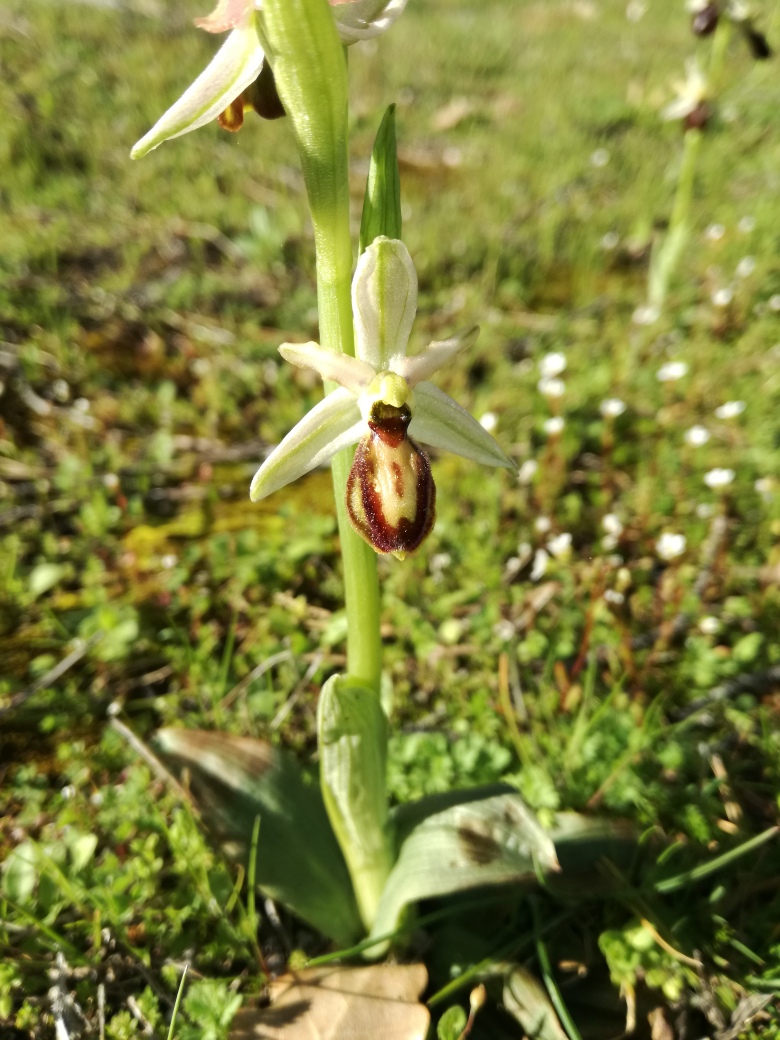 Annexe IMG_20180401_173917_resized_20180401_062106825.jpg