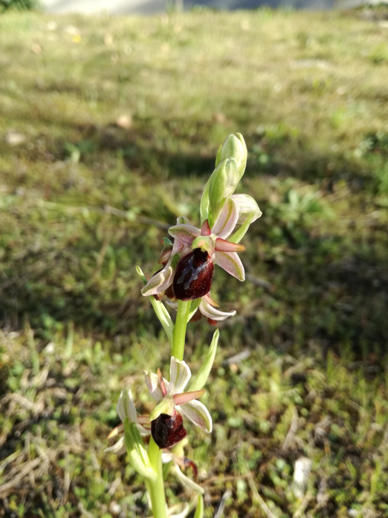 Annexe IMG_20180401_174849_resized_20180401_062106467.jpg