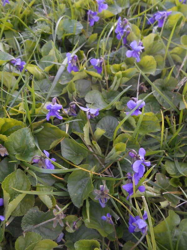 Annexe groupe violettes.JPG