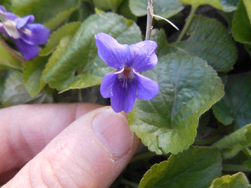 Annexe violette détail.JPG