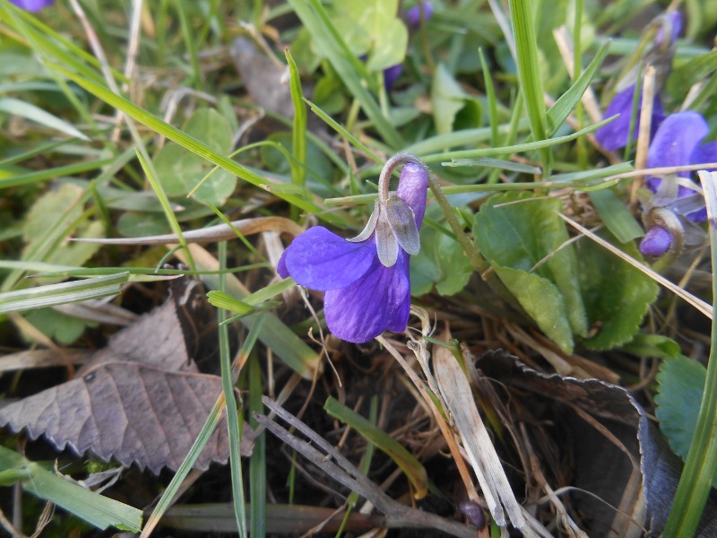 Annexe violette profil.JPG