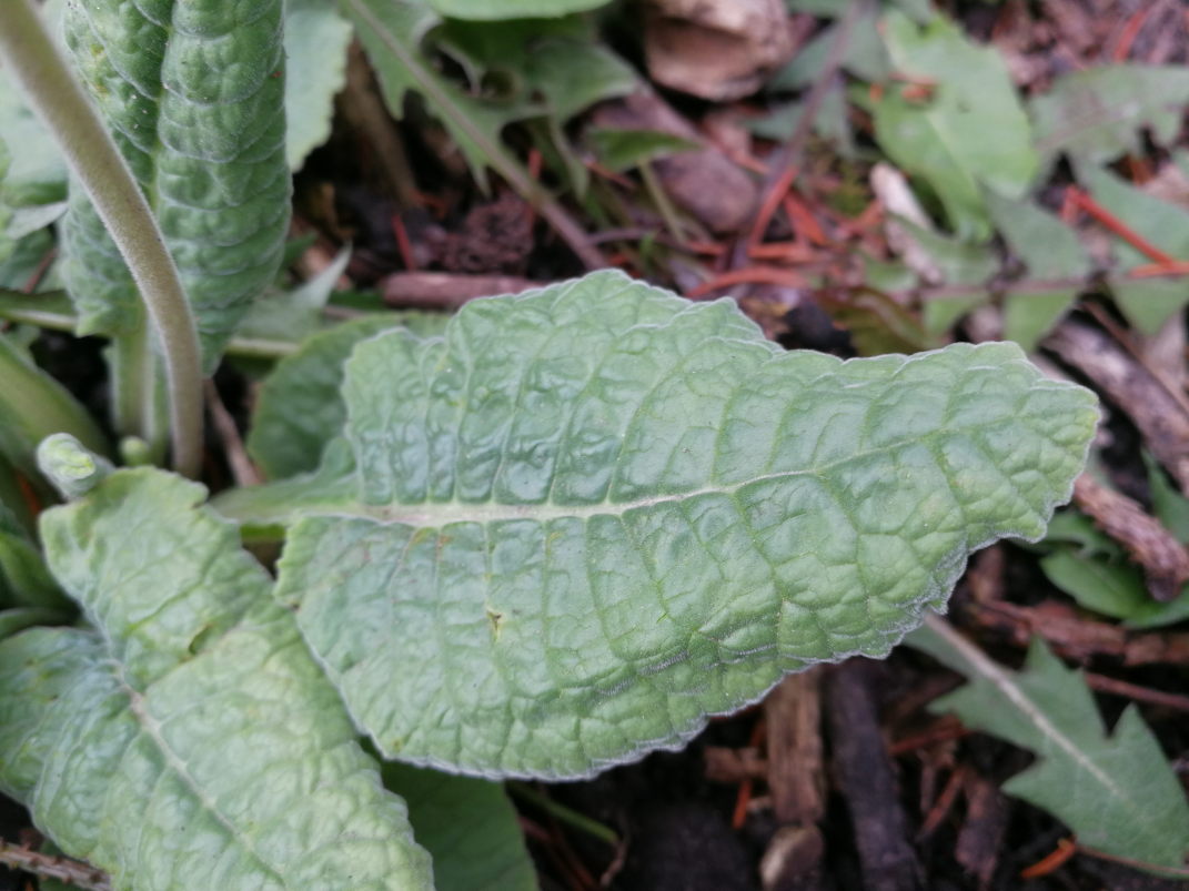 Annexe Coucou_feuille.jpeg