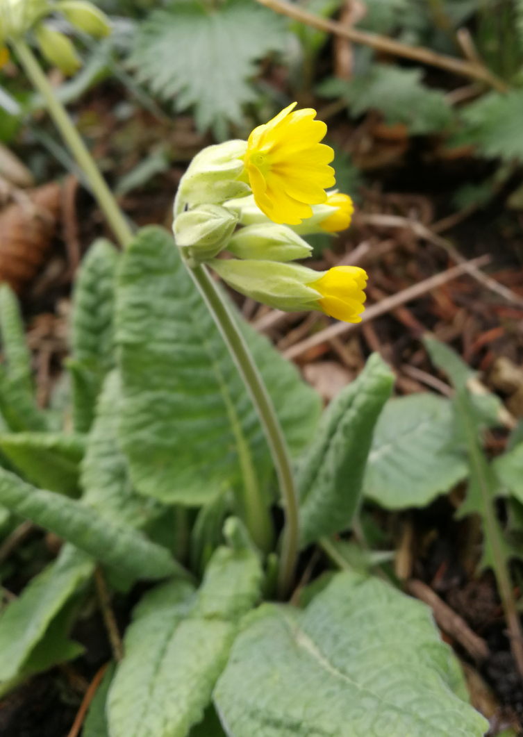 Annexe Coucou_fleur.jpeg